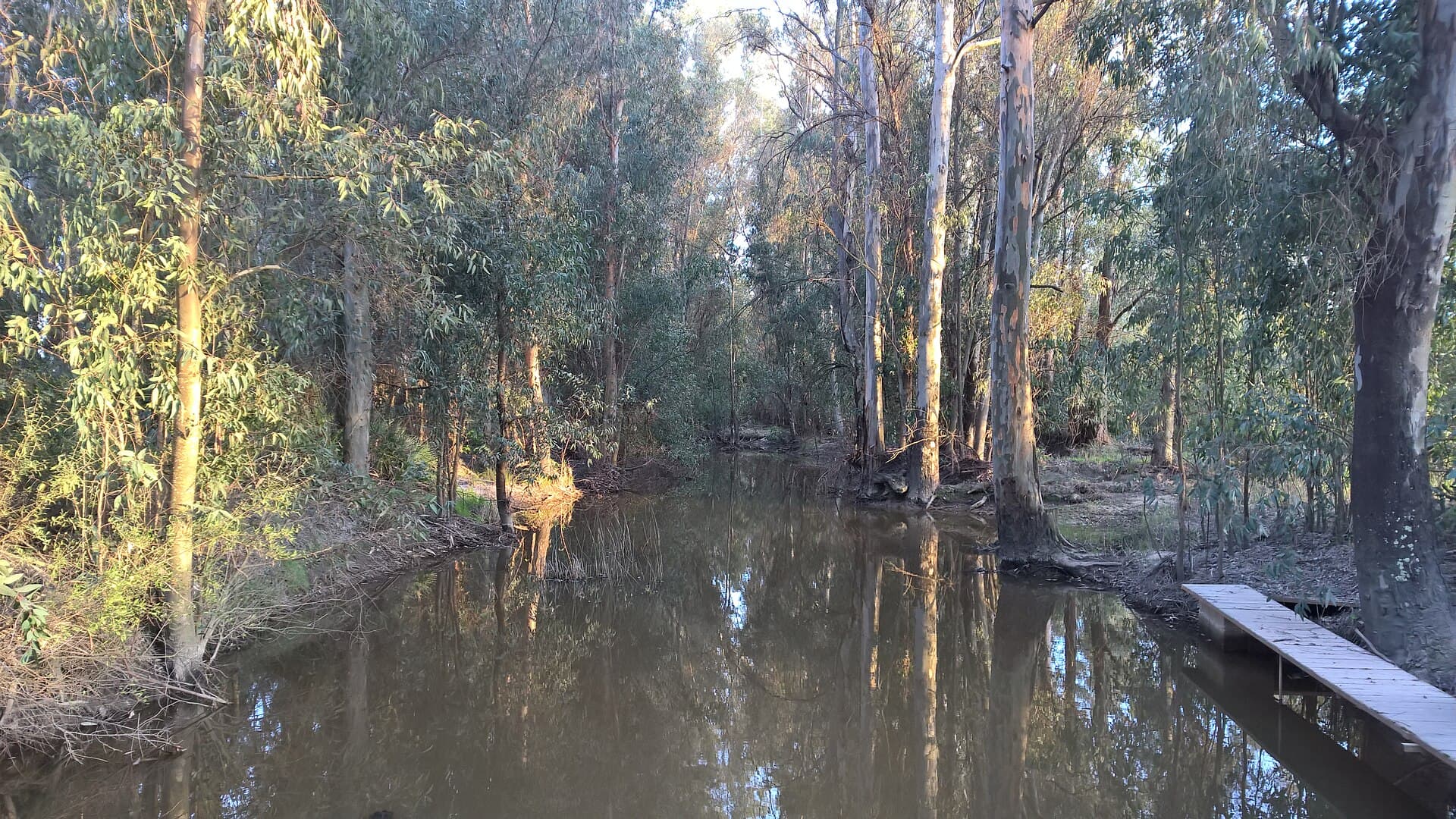 Arroyo de la Rocina, bosque de ribera en Doñana