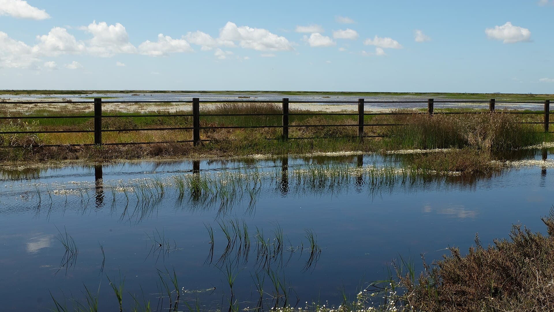 Marismas de Doñana
