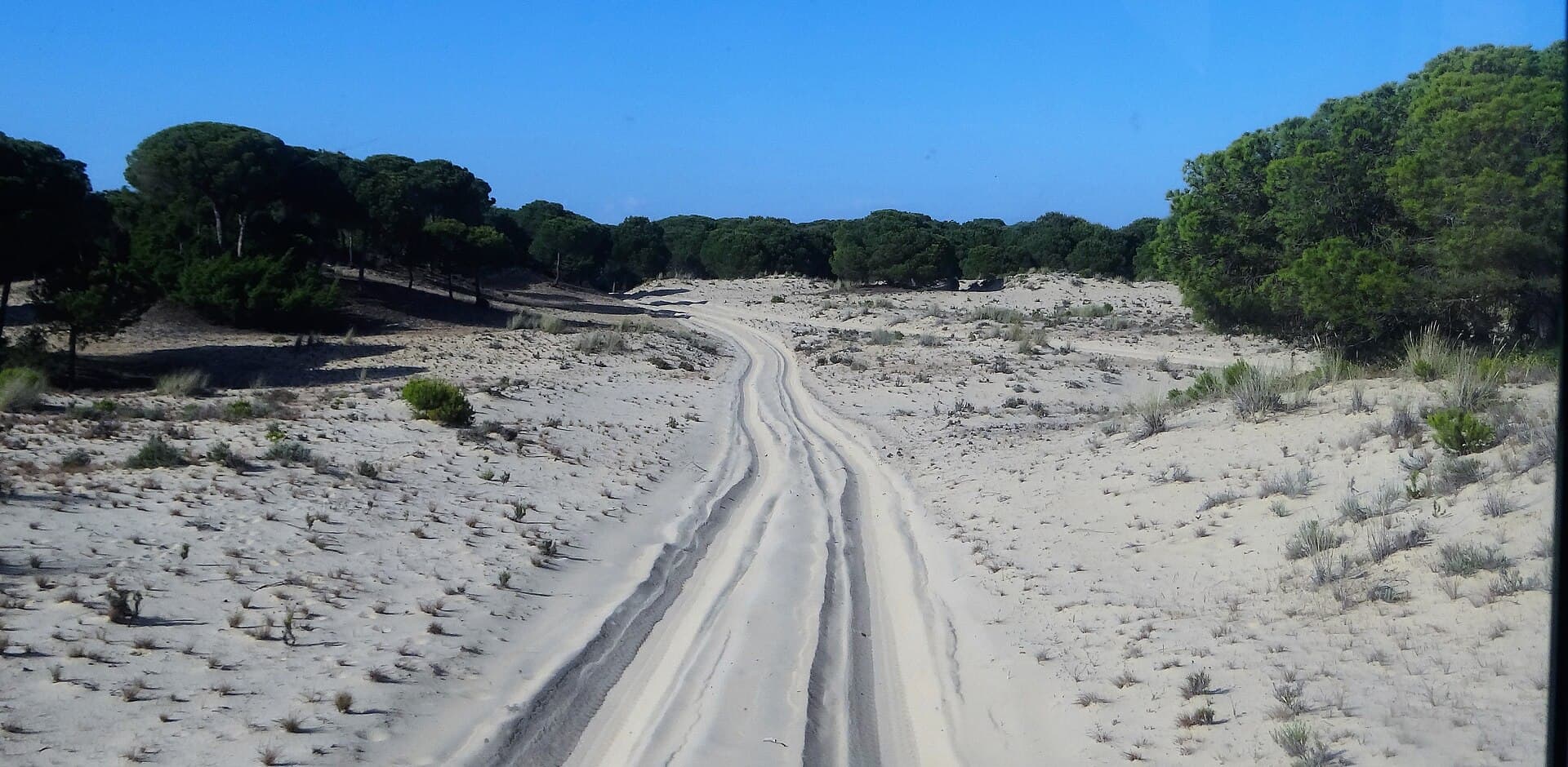 Dunas móviles y pinar de Doñana